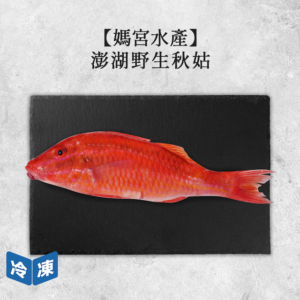 澎湖野生秋姑