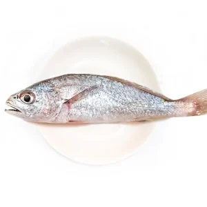 野生黑喉魚