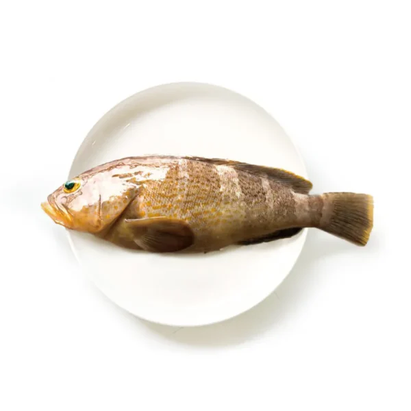 野生中勾石斑魚