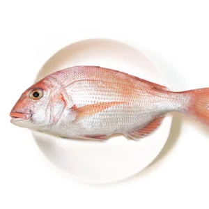 野生加臘魚