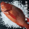 野生紅槽魚