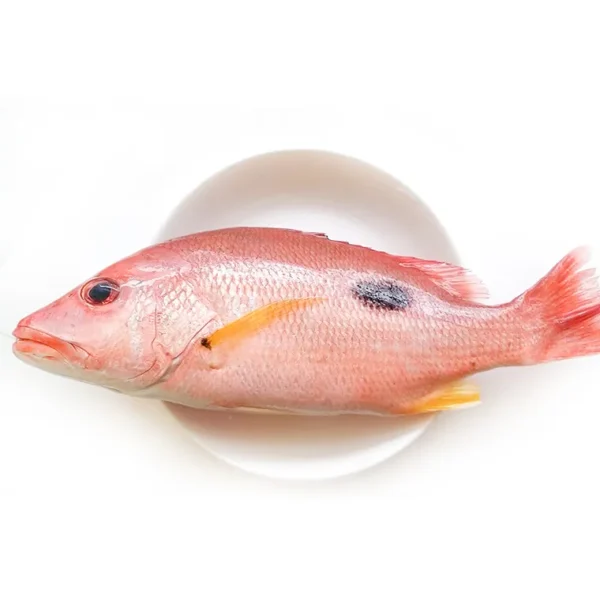 黑點赤筆魚