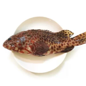 野生玳瑁石斑魚