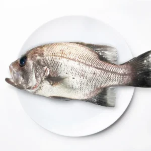 黑大目鱸魚