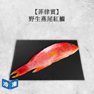 野生燕尾紅鰷